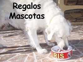 regalos mascotas personalizados con fotos